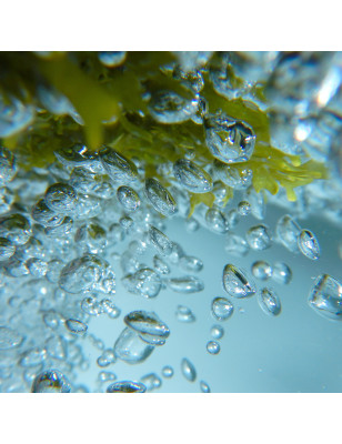 Shampoing marin aux algues Ocean Therapy - Étape 3