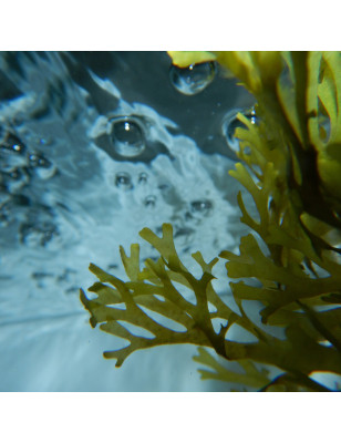 Masque marin aux algues Ocean Therapy 200ml